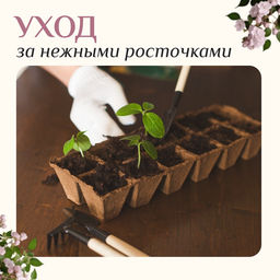 Цена за 3 шт. Набор садового инструмента для комнатных растений, 3 предмета: грабли, 2 лопатки, длина 24 см, деревянные ручки, Greengo