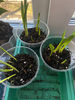 Спараксис трехцветный микс 10 шт