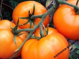 Помидоры Хурма