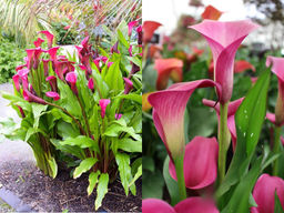 Калла Суматра