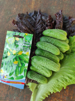 Огурец НАДЁЖНЫЙ Название говорит само за себя! Раннеспелый! С гарантированной урожайностью! Не болеет! - Уральский дачник фото 3