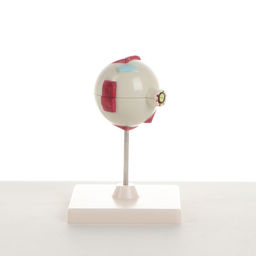 Анатомическая модель «Макет глаза человека», разборный, 17×12×12 см