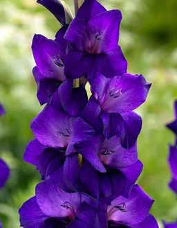 Гладиолус Purple Flora - Голландские луковицы фото 2