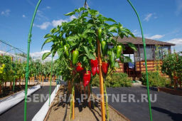 Перец сладкий Лакшери - Партнер фото 6