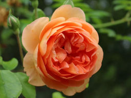 Роза Пэт Остин - Долина роз фото 2