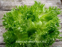 Салат листовой Фриллис - Партнер фото 7