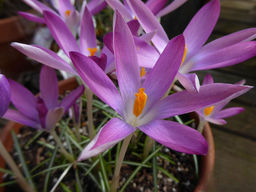 Крокус Томазини Розеус 5 шт - Долина роз фото 3