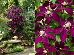 Клематис Ниобе