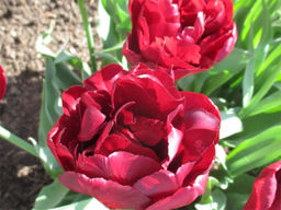 Тюльпан Antraciet (Антрацит) - Долина роз фото 4