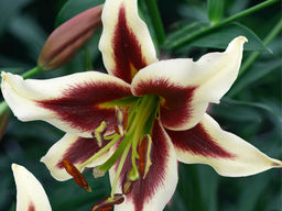 Лилия Беверли Дримс - Долина роз фото 2