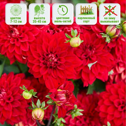 Георгина Гэллери Сингер бордюрная