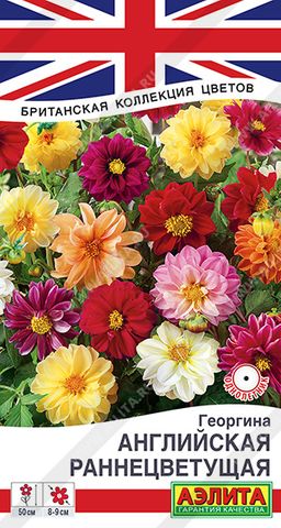 Георгина Английская раннецветущая, смесь сортов