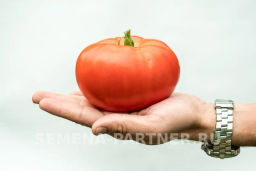 Томат Деревенский - Партнер фото 3