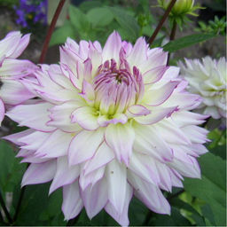 ГЕОРГИНА Дарк Спирит Разбор I Кол-во упак., шт 1