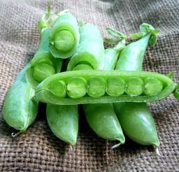 Снеп Горох — Snap Peas
