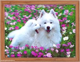 Картина 5D 30х40 166 Белые собачки / ZR8210H-222411 /