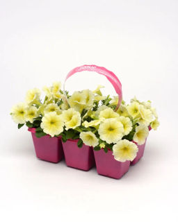 Петуния Изи Вэйв Еллоу каскадно-ампельная - Партнер фото 7