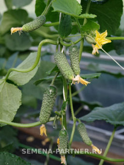 Огурец партенокарпический Дружный - Партнер фото 4