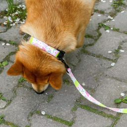 Ошейник Сочное настроение, застёжка - фастекс, 2.5 см, 40-55 см - Пушистое счастье фото 3