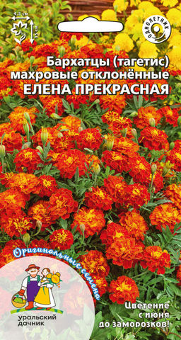 Бархатцы ЕЛЕНА ПРЕКРАСНАЯ  Тип отклонённые махровые