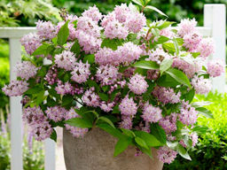 Дейция Распбери Сандей