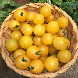 Томат ДУБЛОН ЗОЛОТОЙ - Уральский дачник фото 2