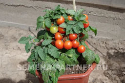 Томат Балконное Чудо Красный - Партнер фото 5