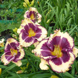 Лилейник Тайгер Блад