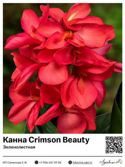Канна Crimson Beauty (Зеленолистная)