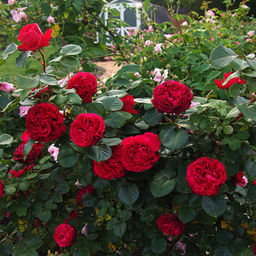 R491 ТРАВИАТА