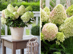 Гортензия метельчатая Литл Фреско