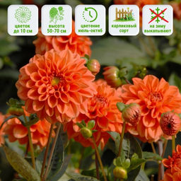 Георгина Оранж Наггет бордюрная