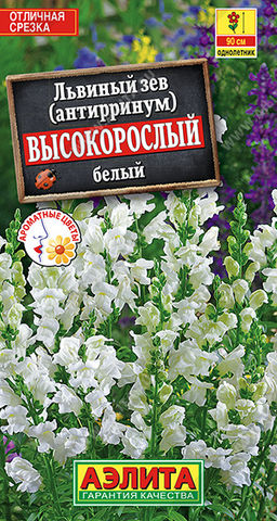 Львиный зев Высокорослый белый
