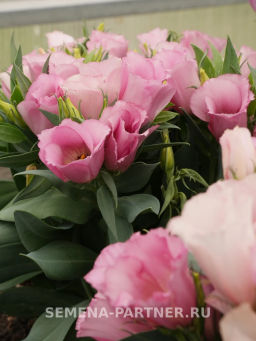 Эустома карликовая розовая Мисс Майли - Партнер фото 7