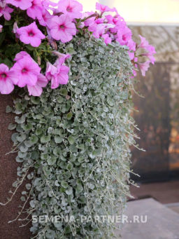 Дихондра серебристая Кудри в серебре - Партнер фото 3