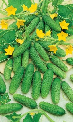 Огурец СЕМЁНОВНА F1  Корнишонное изобилие! Пучковый! Вкусен с грядки и из банки!