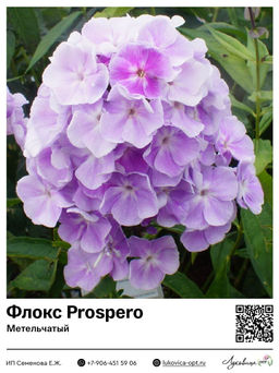 Флокс Prospero (Метельчатый)