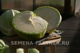 Капуста белокочанная позднеспелая Валентина - Партнер фото 7