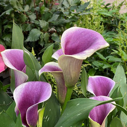 Калла Airbush - Голландские луковицы фото 2