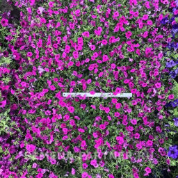 Петуния Вивальди Вуаль ампелельная фиолетовая - Партнер фото 7