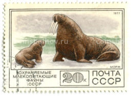 Марка Охраняемые млекопитающие фауны СССР  Морж 1977 год