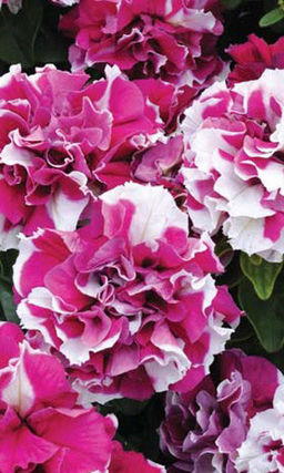 Петуния ГЛАМУР супермахровая