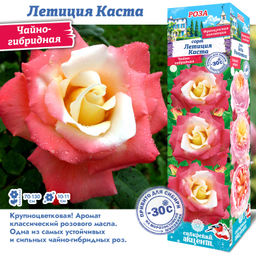 Роза Летиция Каста (Чайно-гибридная) 1шт