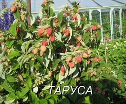 Малина Таруса (С2) - Саженцы Поиск фото 3