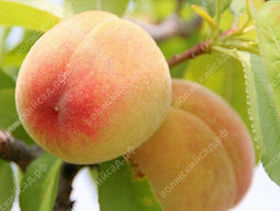 Персик Донской ранний