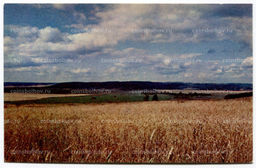 Открытка По Татарии  Зреет нива