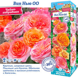 Роза Вип Нью ОО (Чайно-гибридная) 1шт