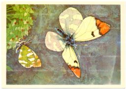 Открытка бабочки Зорька Фауста