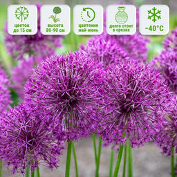 Лук декоративный Перпл Рейн 5шт