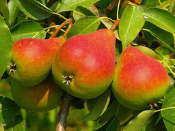 Груша Кавказ